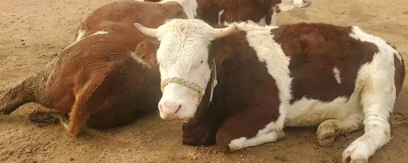 牛和牛之间布病是怎样传染的，布病的周期多久