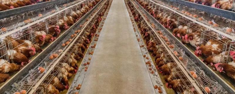在家养鸡怎么解决鸡粪臭味，大型养鸡场的鸡粪如何处理
