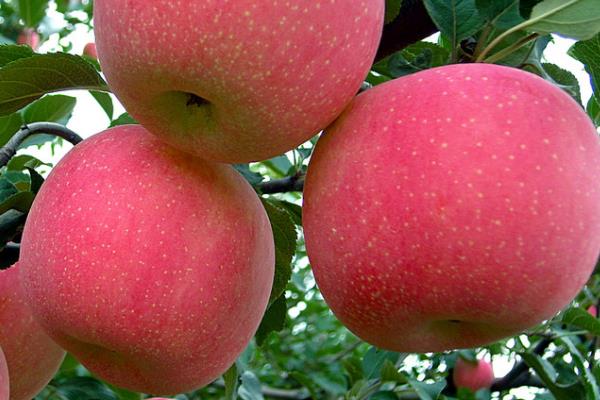 北方最早熟的苹果品种有哪些