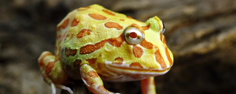角蛙怎么分公母，它是闭眼睡觉的吗