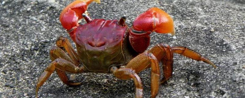 螃蜞怎么养，螃蜞和螃蟹的区别