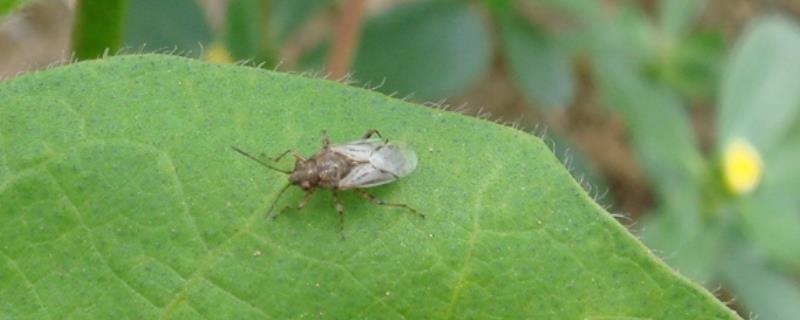 防治盲蝽蟓的特效农药，盲蝽蟓是刺吸式害虫吗