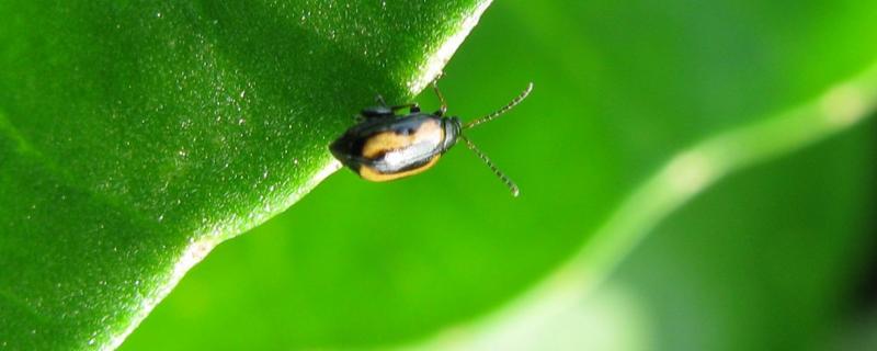 黄条跳甲虫用什么农药特效，黄条跳甲虫一般什么时候出来活动