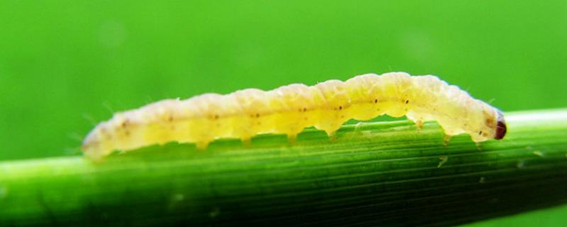 水稻钻心虫用什么农药比较特效，附防治时间及方法