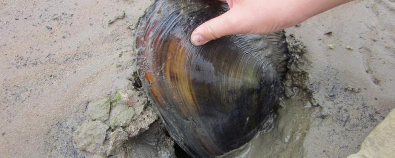 河蚌的种类，在自来水中能活多久