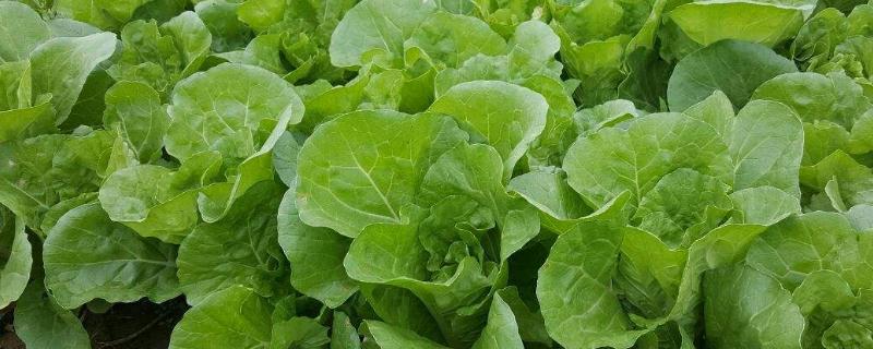 白菜可以用氯化钾的肥吗，附种植方法