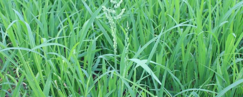 稻田稗草用什么除草剂，水稻和稗草是竞争关系吗