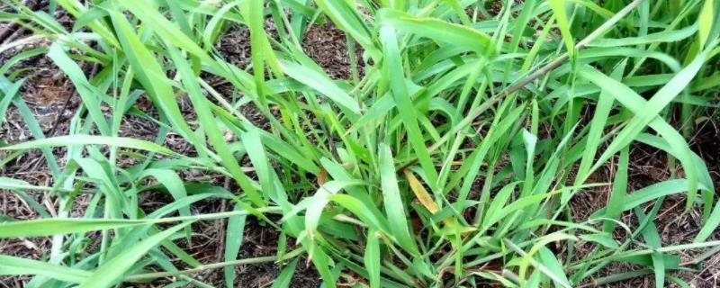 二氯喹啉酸对马唐有效果吗，能用在草坪上吗