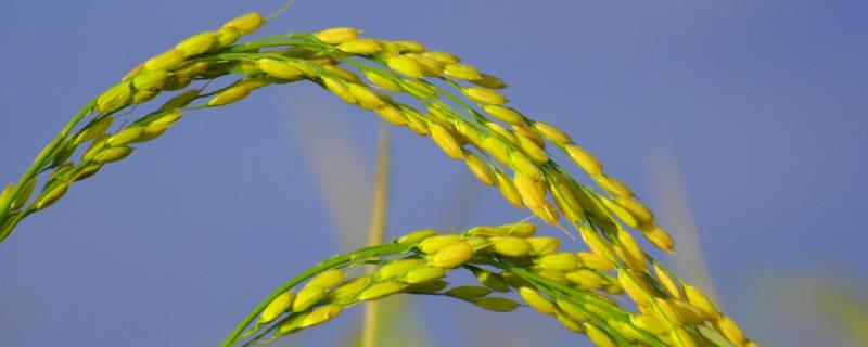 水稻扬花期打什么农药，水稻扬花期温度多少合适