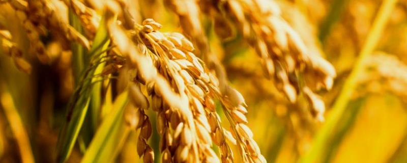 打杂稻的农药，杂稻和水稻有什么区别