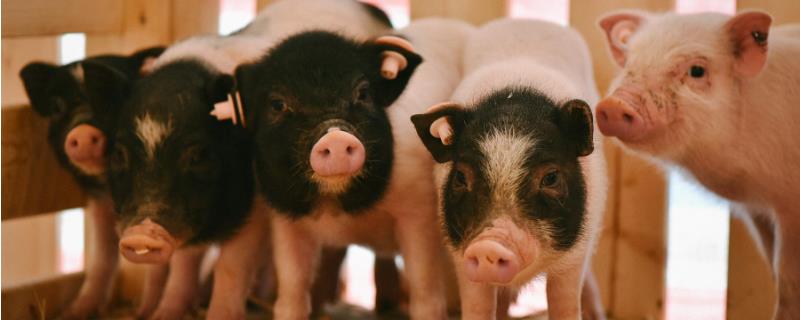 香猪能长多大多少斤，小香猪是宠物猪吗