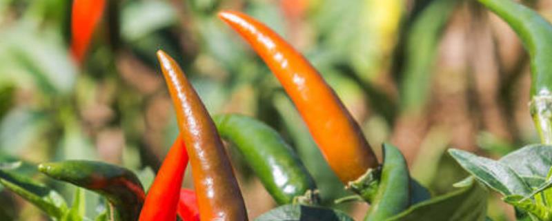 辣椒怎么种植产量高，辣椒种植需要施什么肥