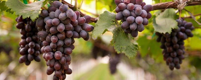 葡萄产量，附葡萄的品种
