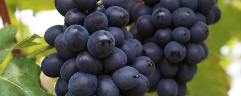 葡萄成熟掉粒用什么治，是什么原因导致的