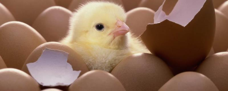 9月份孵化小鸡可以吗，孵化小鸡的最佳温度