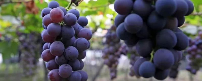 巨峰葡萄亩产量多少斤，与黑夏葡萄有什么区别