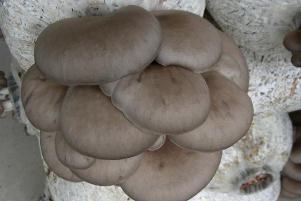 蘑菇种植方法和步骤