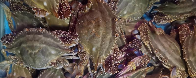 梭子蟹放水里可以活多久，什么季节适合吃