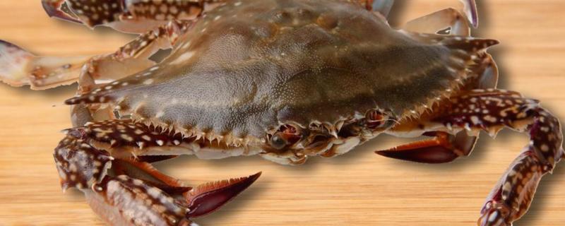 梭子蟹怎么养，梭子蟹属于海鲜类吗