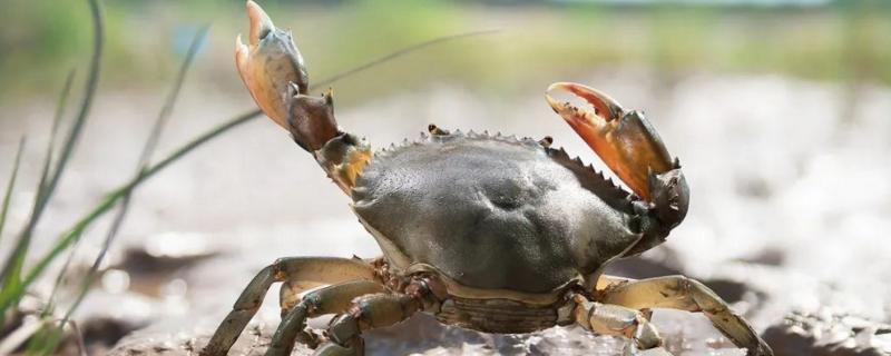 青蟹养殖技术与管理，青蟹和大闸蟹哪个贵