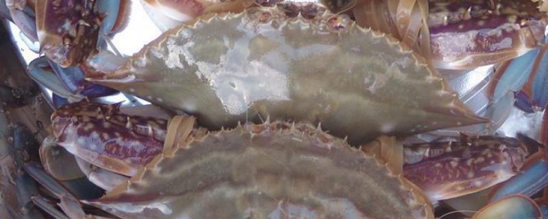梭子蟹离开海水活多久，梭子蟹和海蟹有什么区别