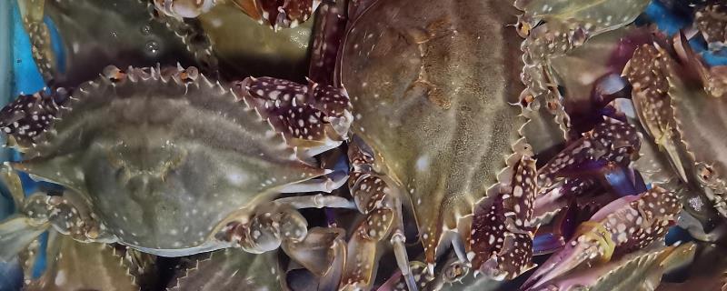 梭子蟹蟹膏长什么样，如何挑选梭子蟹