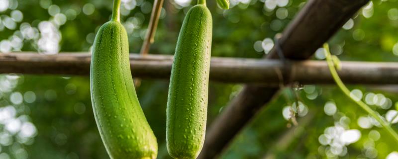 丝瓜可以长到几月份，附丝瓜的种植方法