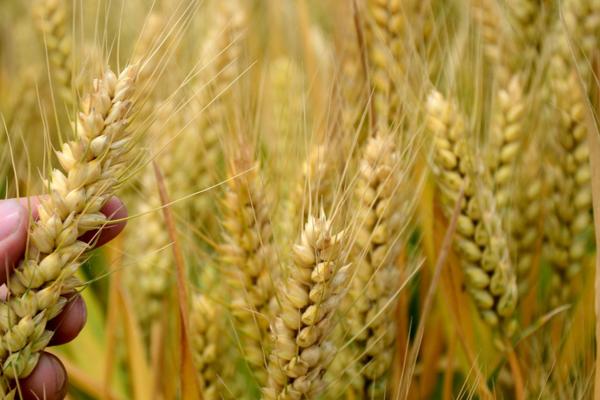 西农857小麦品种介绍