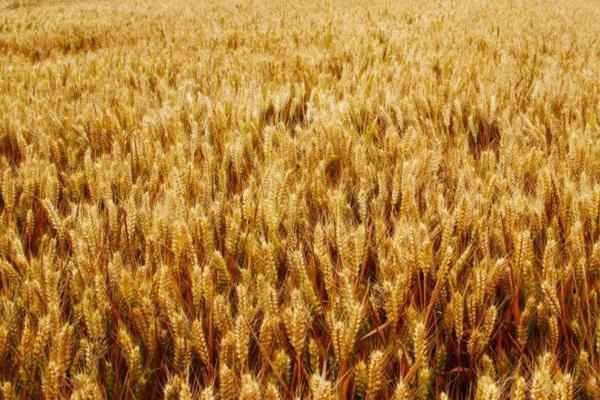 周麦27小麦品种介绍