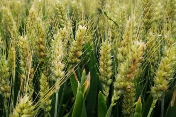 新麦208小麦品种介绍