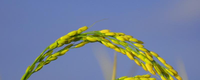 水稻灌浆期在几月份，灌浆期用什么叶面肥可增产