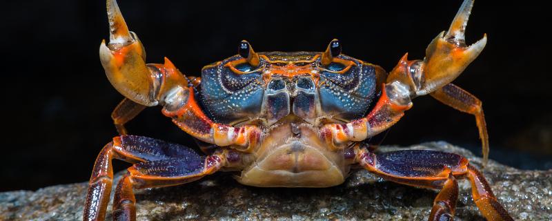 野生河蟹的捕捉技巧，和养殖河蟹有什么区别