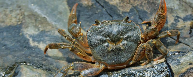 农村河沟里的螃蟹是什么品种，河里的螃蟹和海里的有什么区别