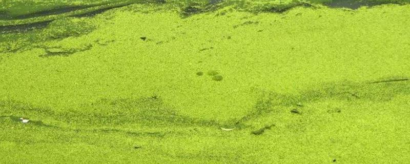 蟹塘颤藻的处理办法，在一天中什么时间段打合适