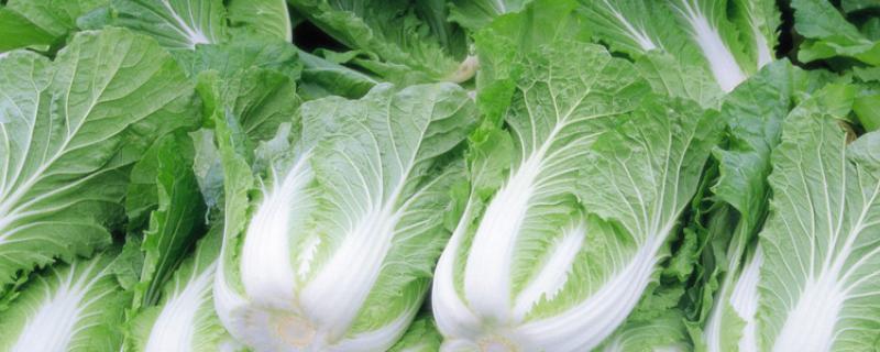 大白菜生长期多少天，用什么肥料长得好