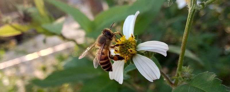 蜂王信息素的制作方法，蜂王信息素可以帮助收蜂吗