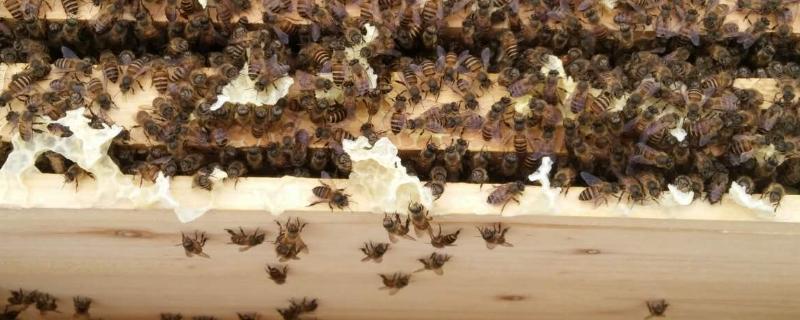 治蜂螨不伤蜂的方法，蜂螨是怎么产生的