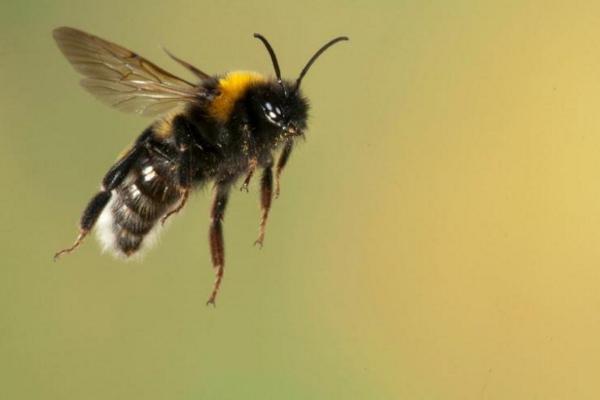 养蜜蜂的方法与知识