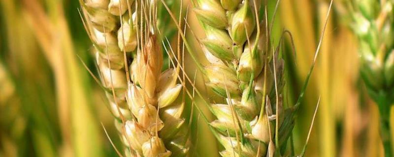 荷麦21小麦种的特点，附简介