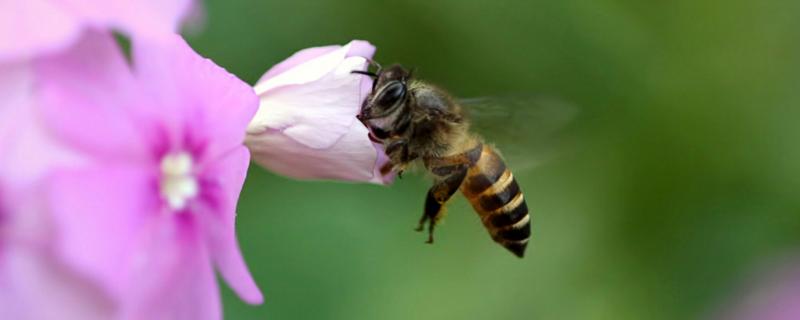 居住小区可否养蜂，养蜂需要办理什么手续吗