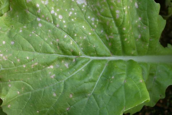 白菜常见的病虫害及防治措施