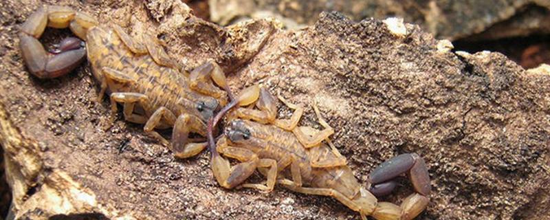 家养蝎子养殖方法，附蝎子的生活环境及特点