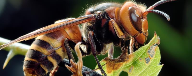 黑尾胡蜂一般在什么地方筑巢，黑尾胡蜂蛰了怎么办