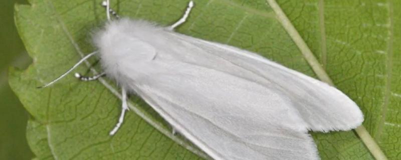 美国白蛾防治方法，对人体有害吗