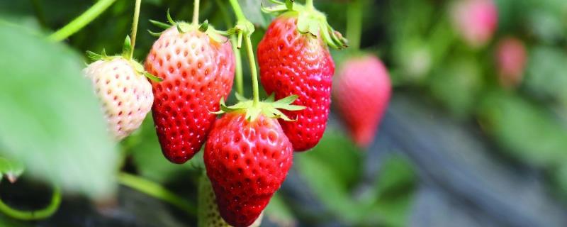 草莓苗炭疽病如何根除，是什么原因导致的