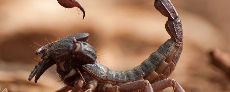 蝎子多久繁殖一次，繁殖后母蝎子会不会死