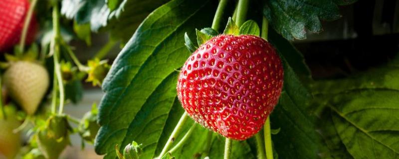 草莓角斑病图片及防治，是什么原因导致的