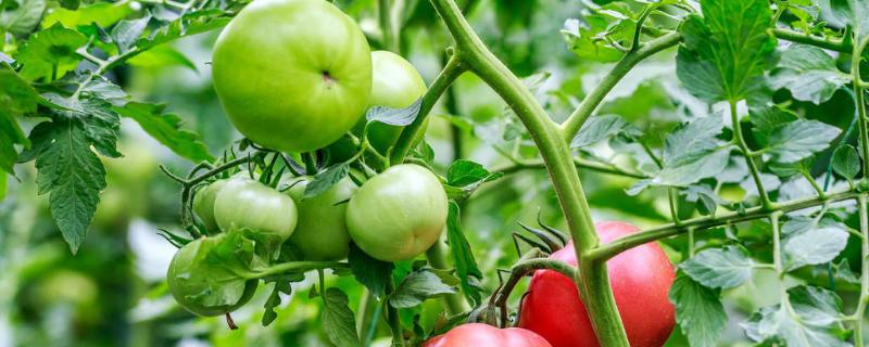 西红柿夏天高温怎么种植，种植需要什么肥料
