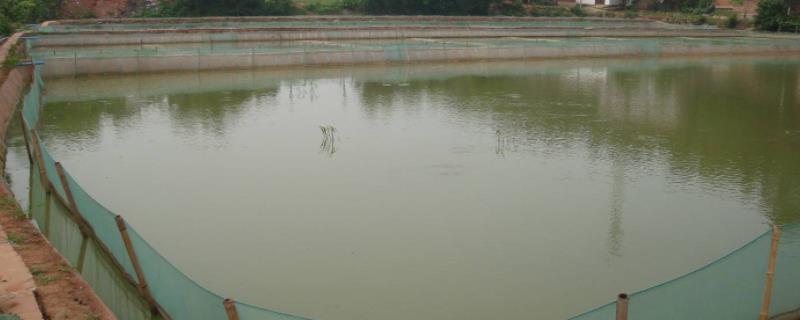 人工养泥鳅怎么养殖，对水质有没有要求