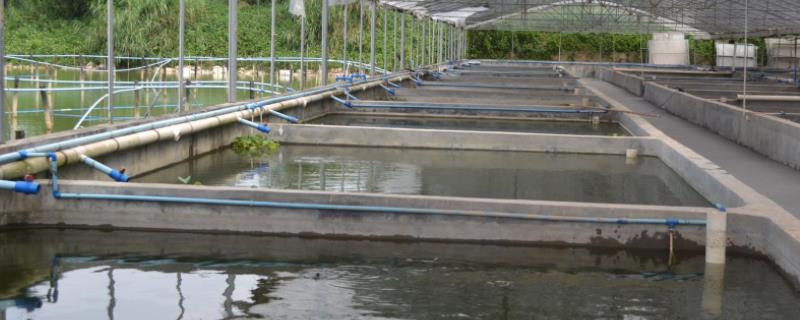 泥鳅养殖条件，附养殖周期